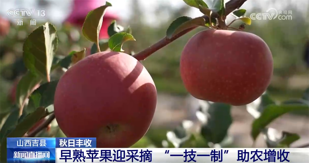 
北京301医院黄牛代挂号电话票贩子号贩子网上预约挂号,住院检查加快,特色产业绘就秋日好“丰”光 果蔬飘香激活乡村振兴“新引擎”