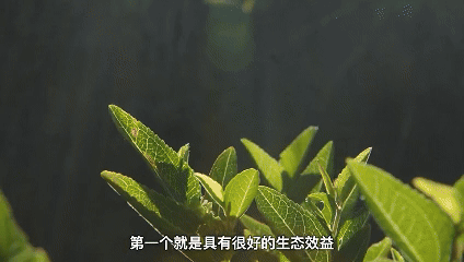 
杭州市人民医院黄牛代挂号电话票贩子号贩子网上预约挂号,住院检查加快,植观西藏四季丨追更“山灵盛野”的绿意密码