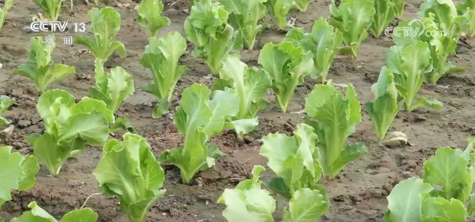 
天津肿瘤医院黄牛代挂号电话票贩子号贩子网上预约挂号,住院检查加快,科技赋能抗旱保丰收 多地积极应对高温天气农业生产