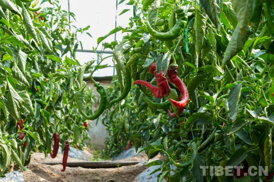 
天津肿瘤医院黄牛代挂号电话票贩子号贩子网上预约挂号,住院检查加快,【辉煌60载 魅力新西藏】在阿里噶尔县邂逅棚间“青绿”