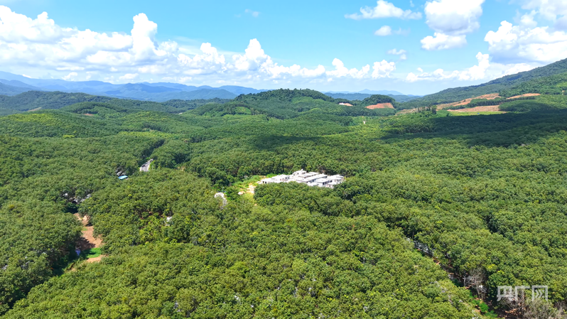 
江苏省肿瘤医院黄牛代挂号电话票贩子号贩子网上预约挂号,住院检查加快,远山的回响丨远山新绿 白沙雨林的“两山”答卷