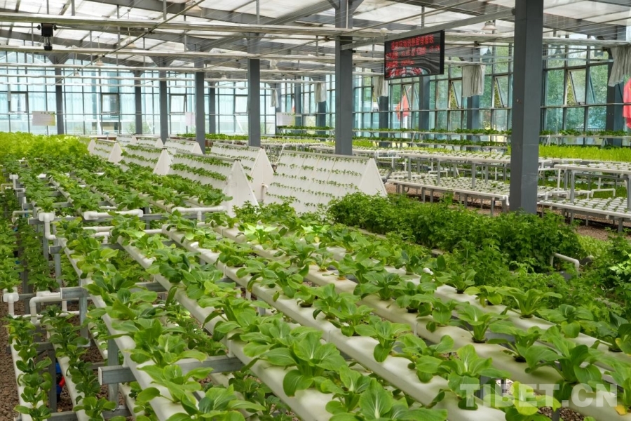 
天津肿瘤医院黄牛代挂号电话票贩子号贩子网上预约挂号,住院检查加快,【辉煌60载 魅力新西藏】在阿里噶尔县邂逅棚间“青绿”
