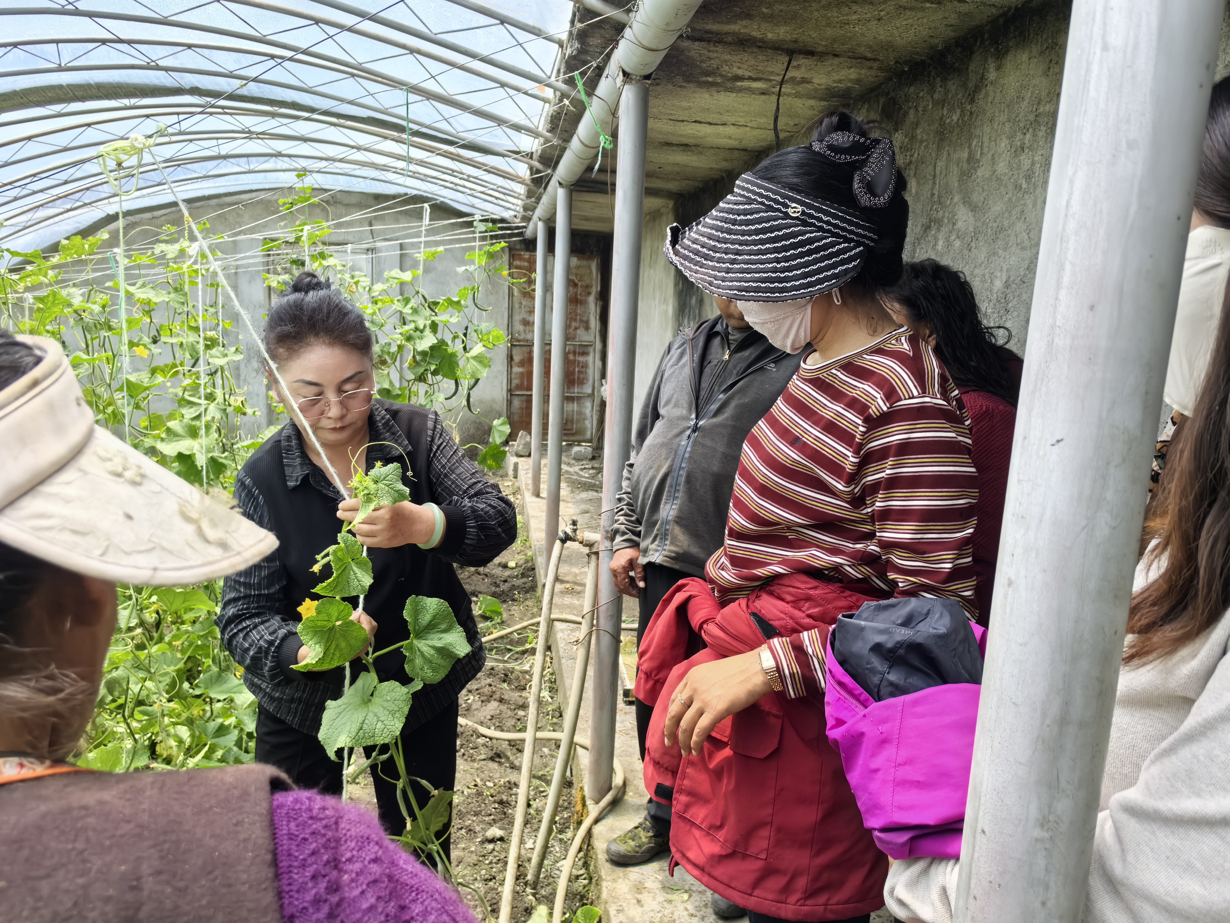 北京协和医院黄牛代挂号电话票贩子号贩子网上预约挂号,住院检查加快,专家走进洛扎手把手教牧民种出第一茬新鲜蔬菜
