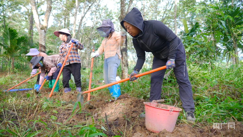 
江苏省肿瘤医院黄牛代挂号电话票贩子号贩子网上预约挂号,住院检查加快,远山的回响丨远山新绿 白沙雨林的“两山”答卷