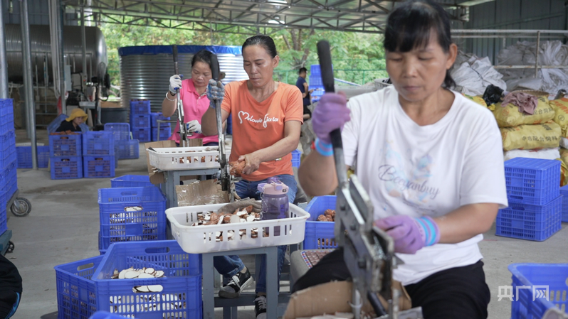 
江苏省肿瘤医院黄牛代挂号电话票贩子号贩子网上预约挂号,住院检查加快,远山的回响丨远山新绿 白沙雨林的“两山”答卷