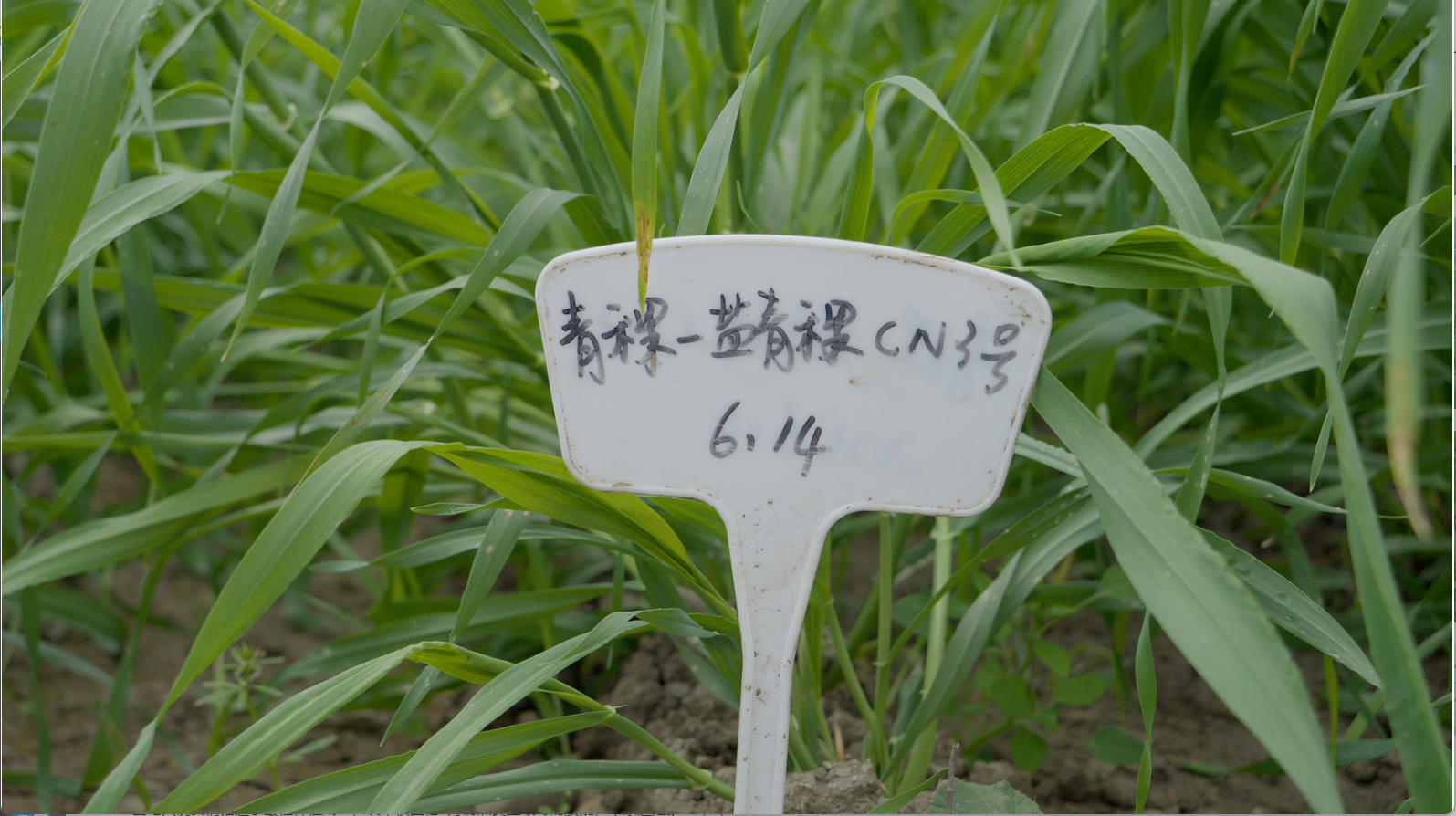 
江苏省中西医结合医院黄牛代挂号电话票贩子号贩子网上预约挂号,住院检查加快,辉煌60年·我们的家园｜高原“旅客”上太空