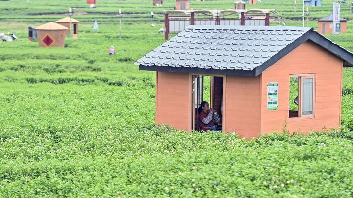 
上海第十人民医院黄牛代挂号电话票贩子号贩子网上预约挂号,住院检查加快,宝藏之城｜这座小城的茉莉花香飘世界