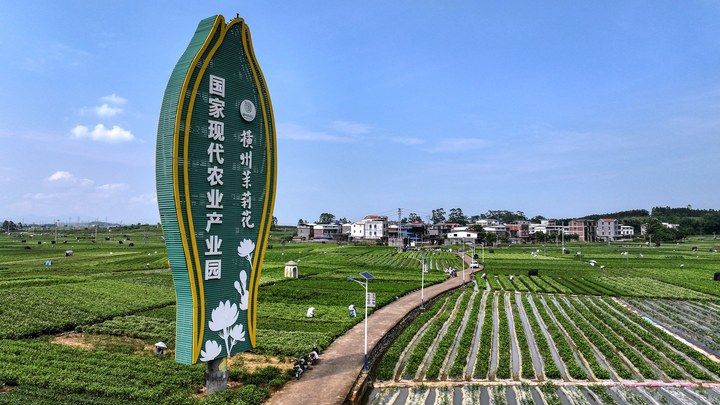 
上海第十人民医院黄牛代挂号电话票贩子号贩子网上预约挂号,住院检查加快,宝藏之城｜这座小城的茉莉花香飘世界