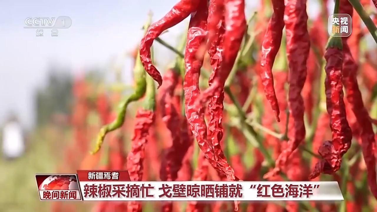 
北京大学第三医院黄牛代挂号电话票贩子号贩子网上预约挂号,住院检查加快,金秋时节好“丰”景 田间地头抢收忙
