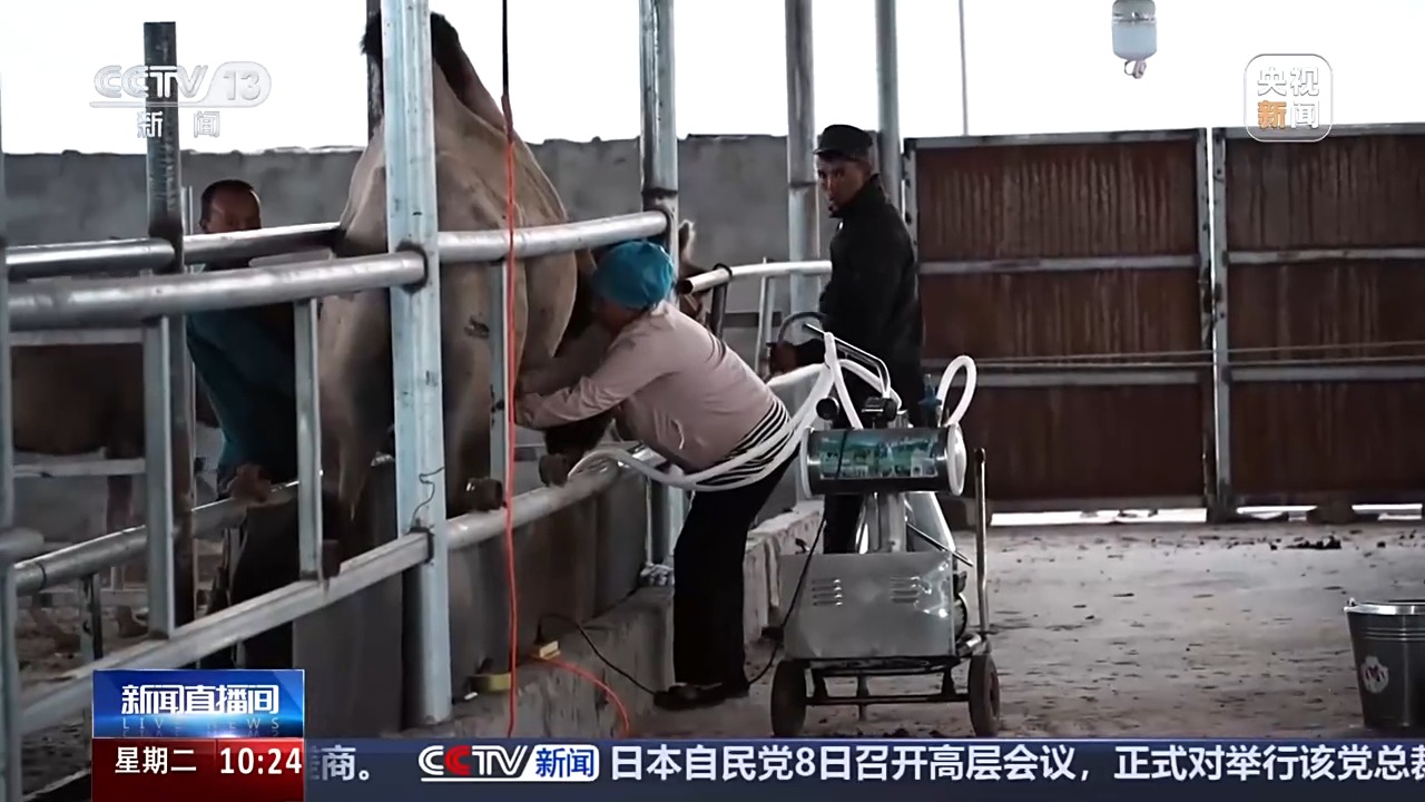
北京中医药大学东直门医院黄牛代挂号电话票贩子号贩子网上预约挂号,住院检查加快,砥砺奋进七十载 天山南北谱华章丨从沙漠之舟到产业之舟 新疆骆驼产业用上智能化生产线