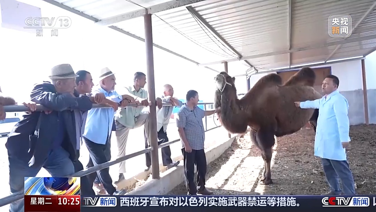 
北京中医药大学东直门医院黄牛代挂号电话票贩子号贩子网上预约挂号,住院检查加快,砥砺奋进七十载 天山南北谱华章丨从沙漠之舟到产业之舟 新疆骆驼产业用上智能化生产线