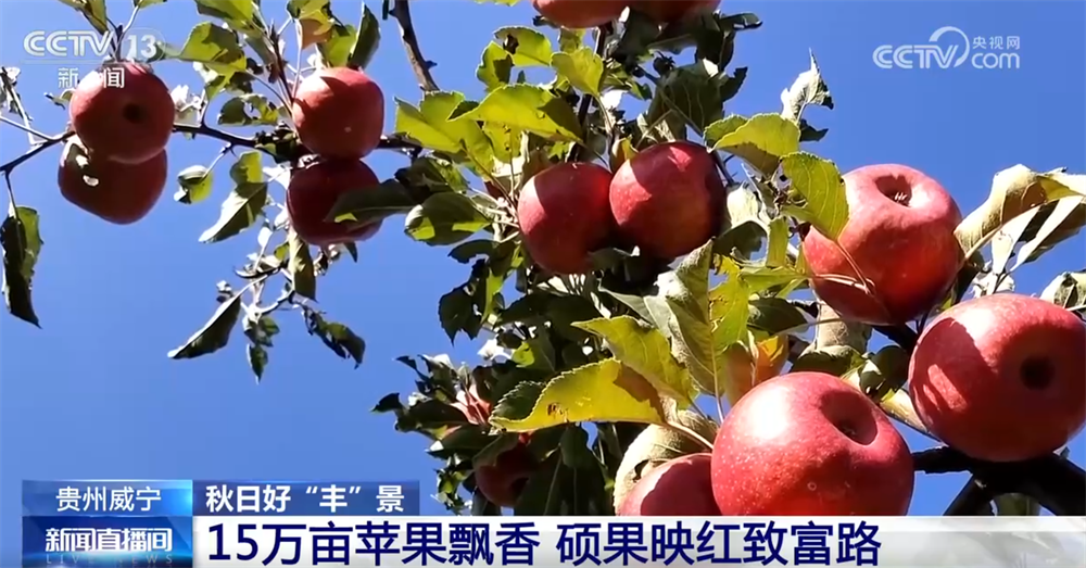 
北京朝阳医院黄牛代挂号电话票贩子号贩子网上预约挂号,住院检查加快,瓜果飘香、田野金黄、收获正忙 秋日大地“调色盘”绘就富农好“丰”光