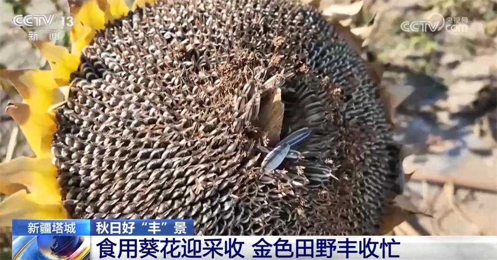 
北京朝阳医院黄牛代挂号电话票贩子号贩子网上预约挂号,住院检查加快,瓜果飘香、田野金黄、收获正忙 秋日大地“调色盘”绘就富农好“丰”光