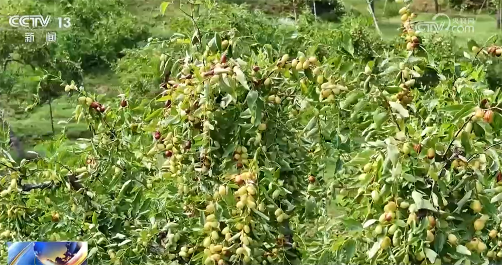 
北京朝阳医院黄牛代挂号电话票贩子号贩子网上预约挂号,住院检查加快,瓜果飘香、田野金黄、收获正忙 秋日大地“调色盘”绘就富农好“丰”光