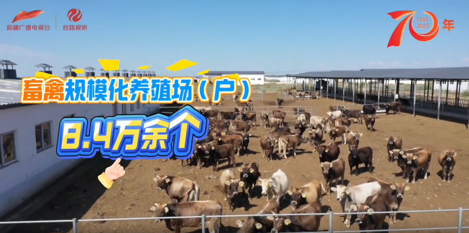
上海仁济医院黄牛代挂号电话票贩子号贩子网上预约挂号,住院检查加快,砥砺奋进七十载 天山南北谱华章 | 新疆畜牧业的“数字”变迁！