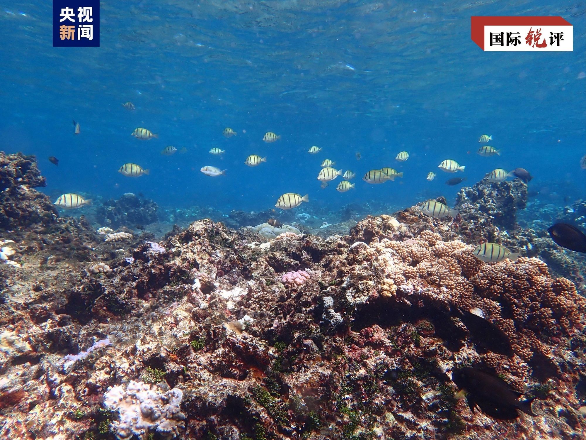 
东部战区总医院黄牛代挂号电话票贩子号贩子网上预约挂号,住院检查加快,国际锐评丨菲方所谓“抗议”恰恰证明中方对黄岩岛生态保护合理合法