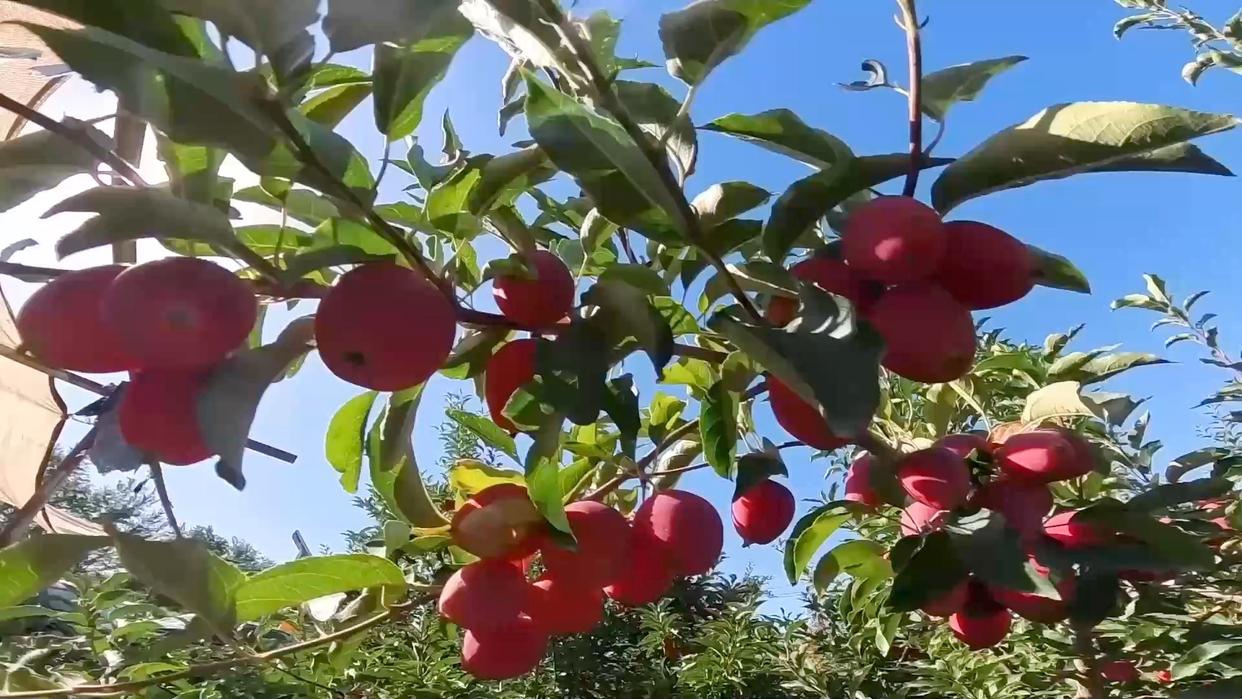 
上海肿瘤医院黄牛代挂号电话票贩子号贩子网上预约挂号,住院检查加快,新华视点｜“小特产”撬动“大产业”：特色产业激活经济新动能