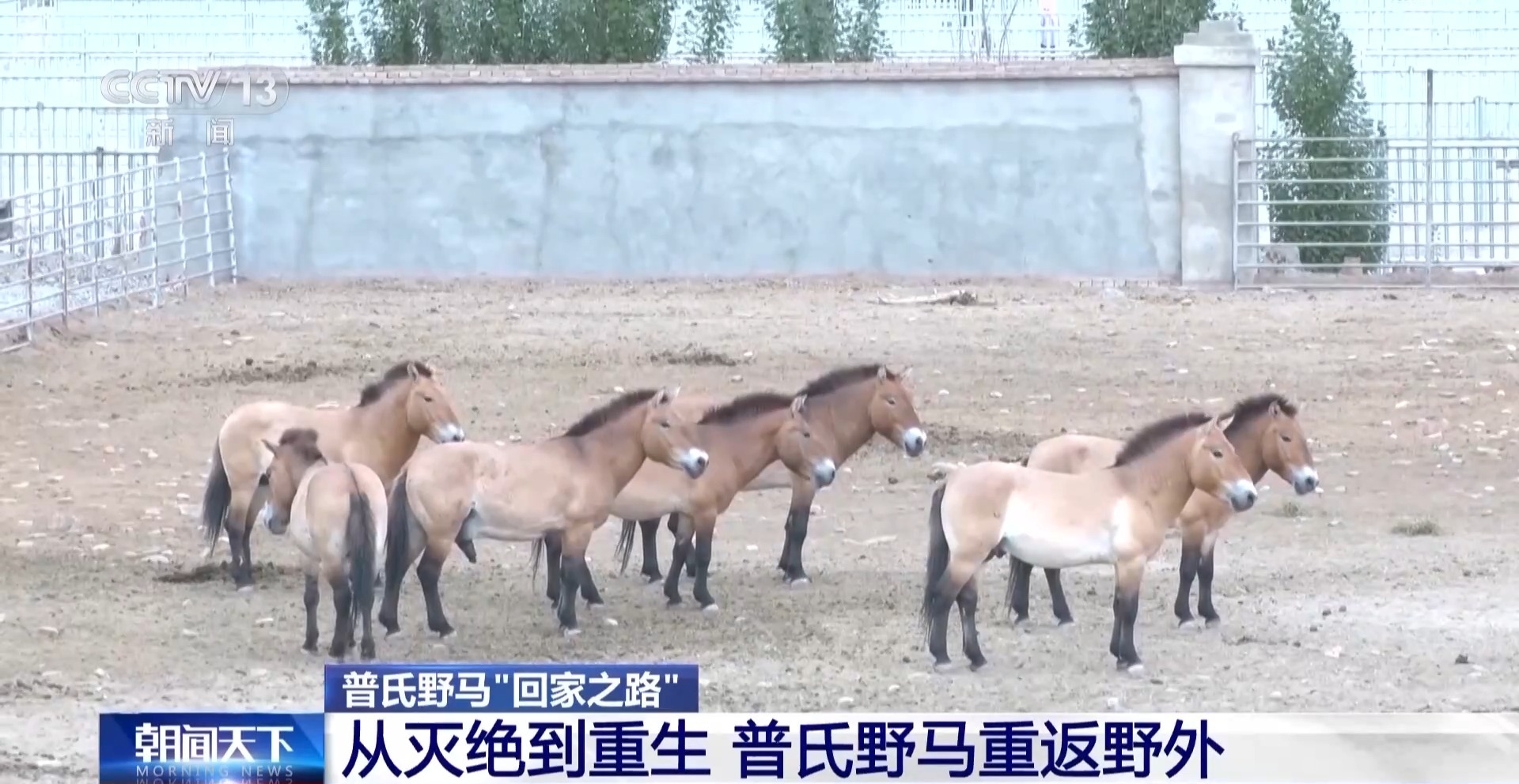 
广州市花都区妇幼保健院黄牛号贩子票贩子代网上预约代挂号电话普氏野马首次远距离散装转运 从几近灭绝到重生它们经历了什么？