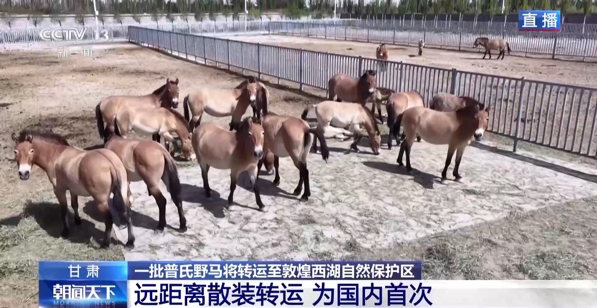 
广州市花都区妇幼保健院黄牛号贩子票贩子代网上预约代挂号电话普氏野马首次远距离散装转运 从几近灭绝到重生它们经历了什么？
