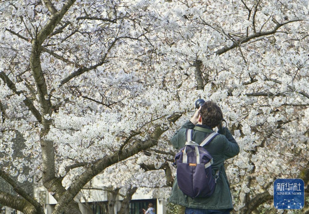 
中日友好医院黄牛代挂号电话票贩子号贩子网上预约挂号,住院检查加快,新西兰：春暖花开