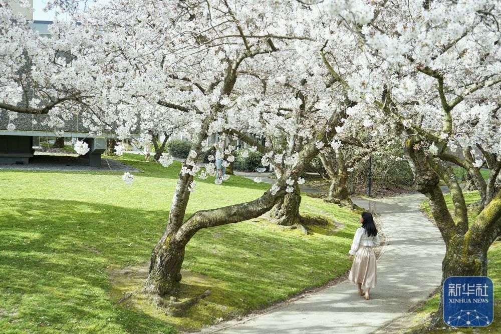 
中日友好医院黄牛代挂号电话票贩子号贩子网上预约挂号,住院检查加快,新西兰：春暖花开