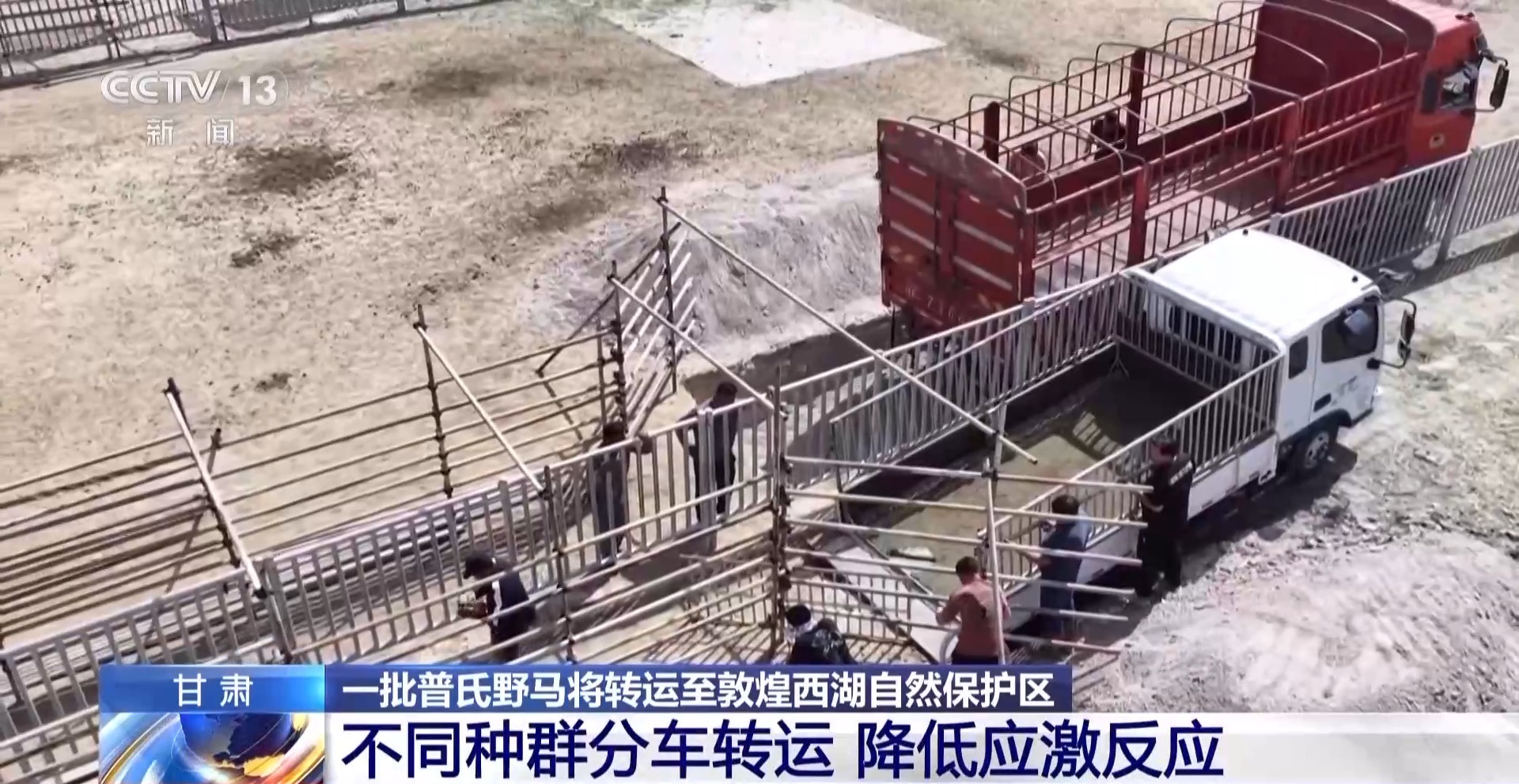 
广州市花都区妇幼保健院黄牛号贩子票贩子代网上预约代挂号电话普氏野马首次远距离散装转运 从几近灭绝到重生它们经历了什么？