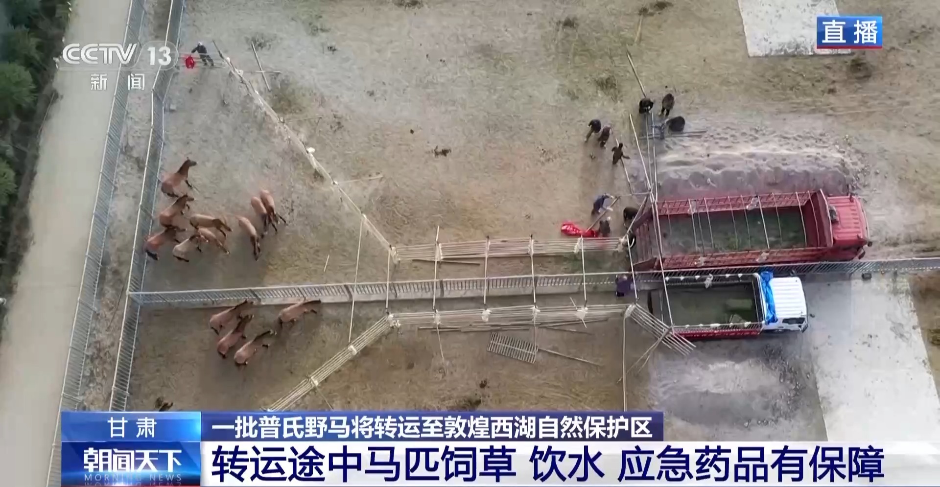 
广州市花都区妇幼保健院黄牛号贩子票贩子代网上预约代挂号电话普氏野马首次远距离散装转运 从几近灭绝到重生它们经历了什么？