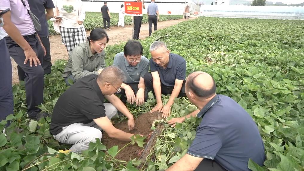 
南京金陵医院黄牛代挂号电话票贩子号贩子网上预约挂号,住院检查加快,新华视点｜金秋九月话丰收 特色农业绘就乡村振兴新图景