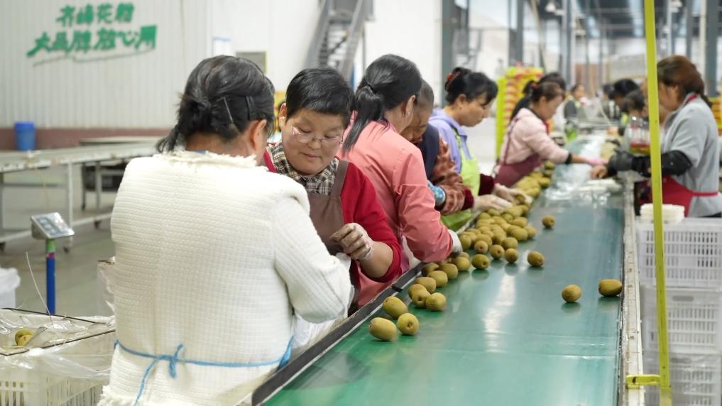 
南京金陵医院黄牛代挂号电话票贩子号贩子网上预约挂号,住院检查加快,新华视点｜金秋九月话丰收 特色农业绘就乡村振兴新图景
