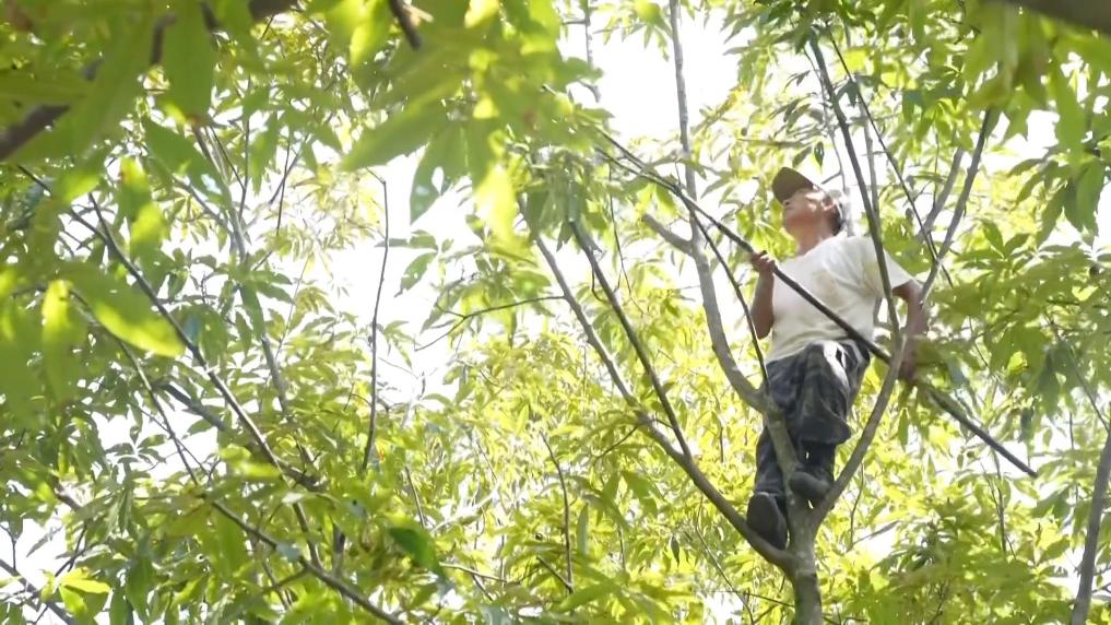 
南京金陵医院黄牛代挂号电话票贩子号贩子网上预约挂号,住院检查加快,新华视点｜金秋九月话丰收 特色农业绘就乡村振兴新图景