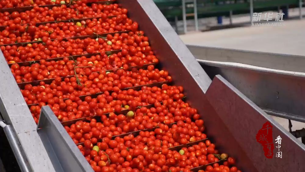 
长春吉大二院黄牛代挂号电话票贩子号贩子网上预约挂号,住院检查加快,千城百县看中国·“丰”景正好｜新疆昌吉：11.23万亩加工番茄喜获丰收