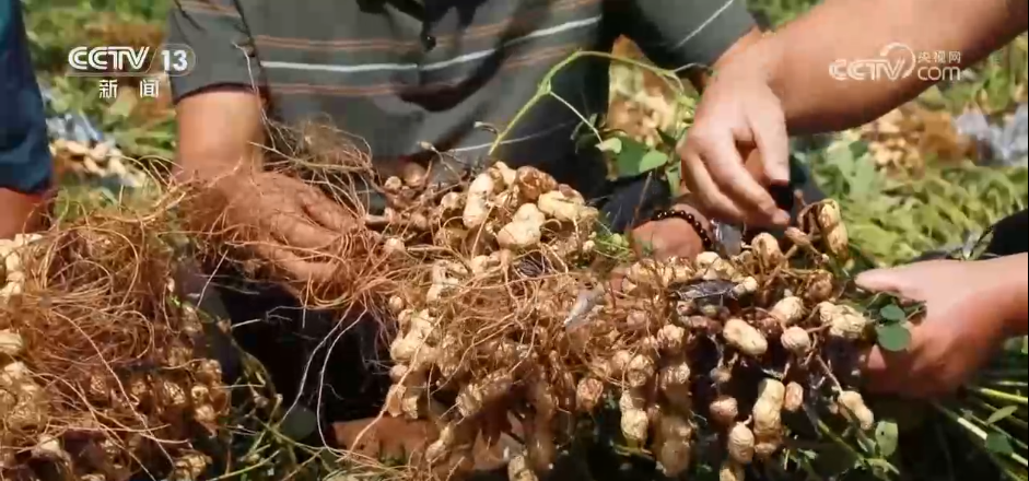 北京人民医院黄牛代挂号电话票贩子号贩子网上预约挂号,住院检查加快,“良种良技+智慧农机”为秋收保驾护航 科技为丰产丰收“添码加力”