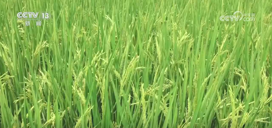 北京人民医院黄牛代挂号电话票贩子号贩子网上预约挂号,住院检查加快,“良种良技+智慧农机”为秋收保驾护航 科技为丰产丰收“添码加力”