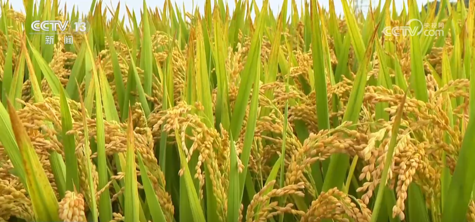 北京人民医院黄牛代挂号电话票贩子号贩子网上预约挂号,住院检查加快,“良种良技+智慧农机”为秋收保驾护航 科技为丰产丰收“添码加力”