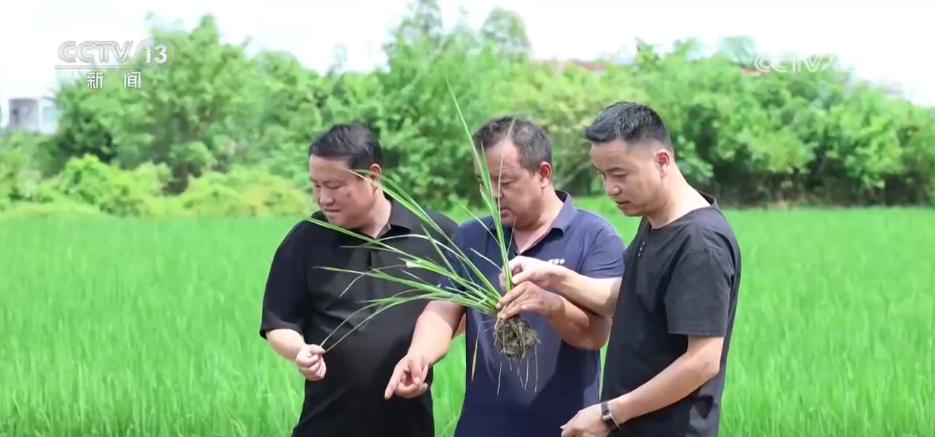 北京人民医院黄牛代挂号电话票贩子号贩子网上预约挂号,住院检查加快,“良种良技+智慧农机”为秋收保驾护航 科技为丰产丰收“添码加力”