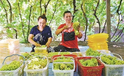 
北京301医院黄牛代挂号电话票贩子号贩子网上预约挂号,住院检查加快,“葡萄熟了，日子甜”