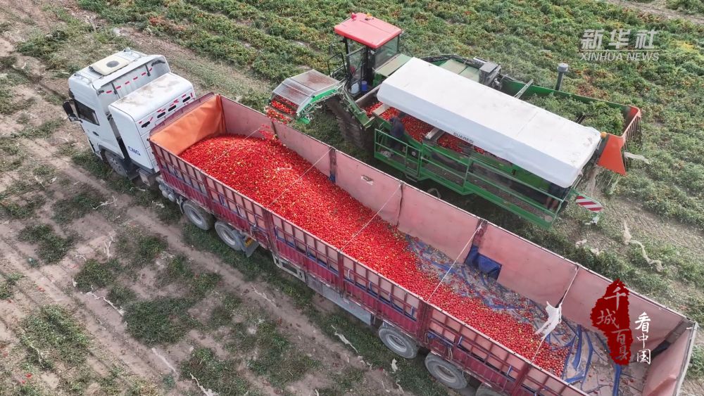 
长春吉大二院黄牛代挂号电话票贩子号贩子网上预约挂号,住院检查加快,千城百县看中国·“丰”景正好｜新疆昌吉：11.23万亩加工番茄喜获丰收