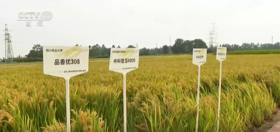 北京人民医院黄牛代挂号电话票贩子号贩子网上预约挂号,住院检查加快,“良种良技+智慧农机”为秋收保驾护航 科技为丰产丰收“添码加力”