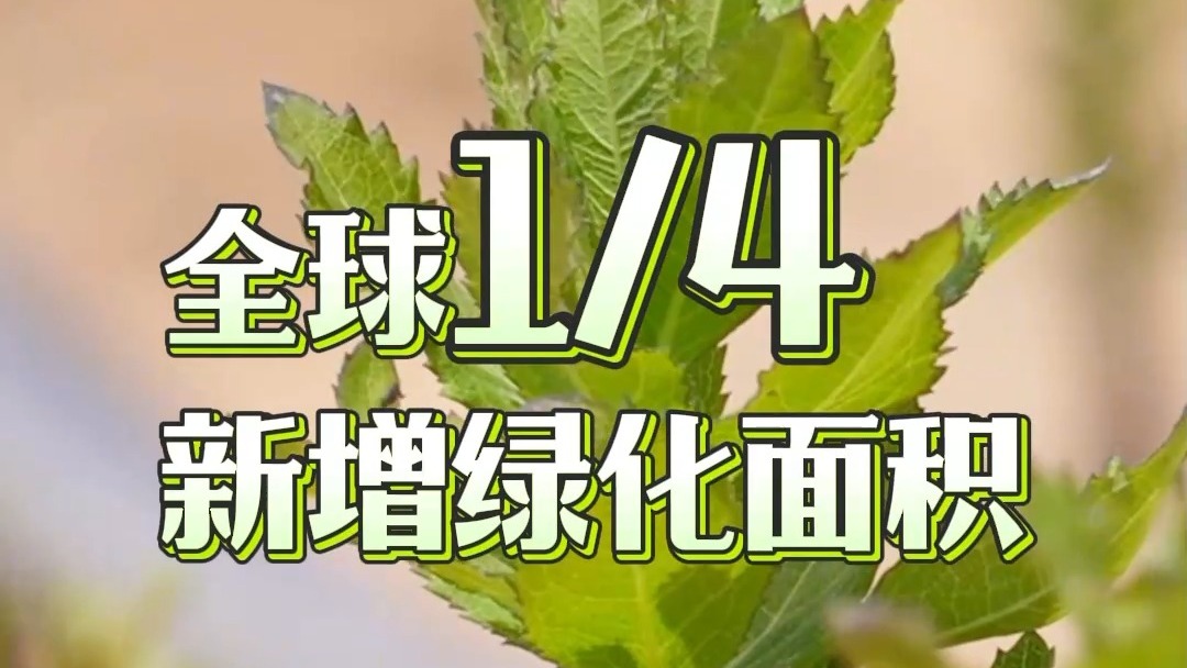 
中国中医科学院望京医院黄牛代挂号电话票贩子号贩子网上预约挂号,住院检查加快,从 “不毛之地” 到希望之田 中国式治沙固碳又增收