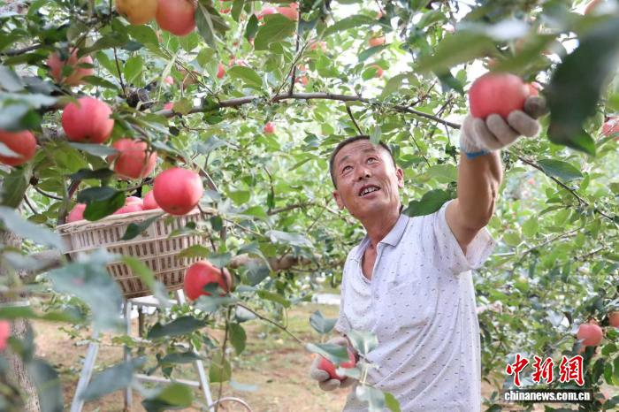 
广州中山眼科医院黄牛代挂号电话票贩子号贩子网上预约挂号,住院检查加快,（乡村行·看振兴）陕西洛川：黄土高原果香浓 早熟苹果迎丰收