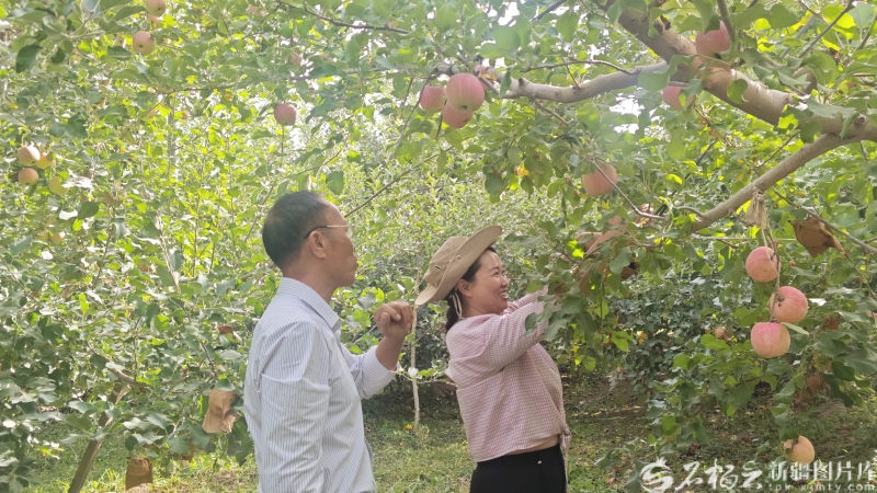 
北京大学肿瘤医院黄牛代挂号电话票贩子号贩子网上预约挂号,住院检查加快,砥砺奋进七十载 天山南北谱华章丨 “糖心”烙印背后：阿克苏苹果的产业升级之路