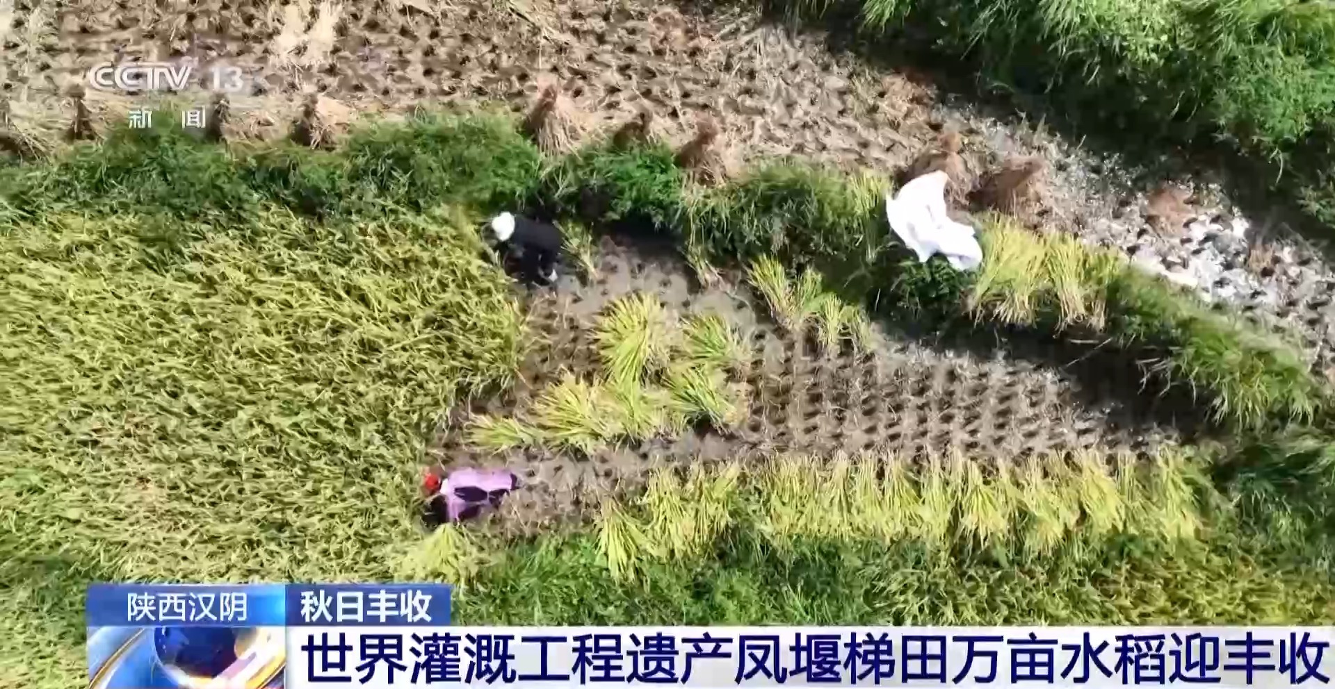 
广东省中医院黄牛代挂号电话票贩子号贩子网上预约挂号,住院检查加快,万亩凤堰古梯田迎丰收 秋日丰收美景已上线！