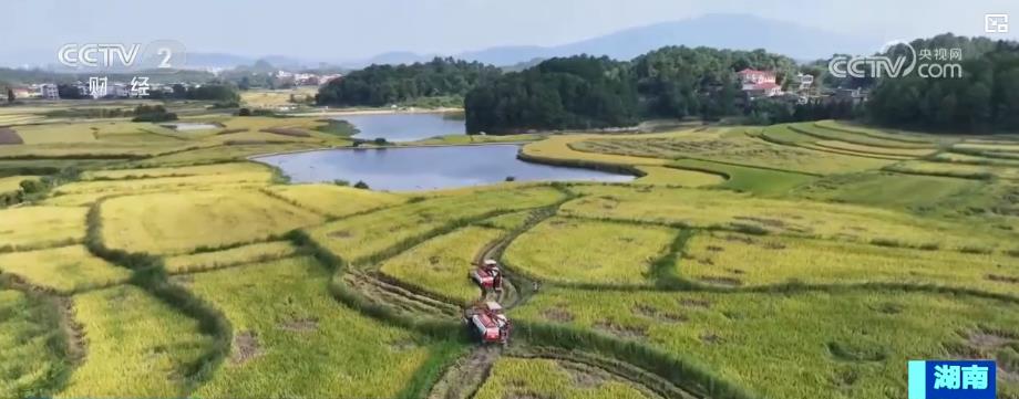 
上海儿科医院黄牛代挂号电话票贩子号贩子网上预约挂号,住院检查加快,东北玉米金黄，江南稻浪翻滚！科技助力各地“粮”辰美景，丰收在望