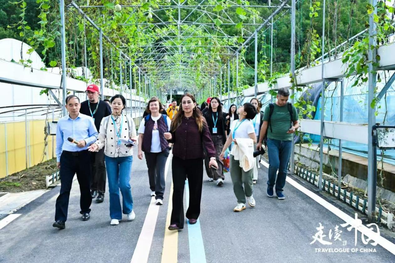 
重庆儿童医院黄牛代挂号电话票贩子号贩子网上预约挂号,住院检查加快,产业联盟激活共富密码 “走读中国”欧亚记者团聚焦中国乡村振兴实践