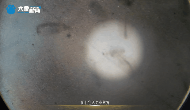 
广州中医药大学一附医院黄牛代挂号电话票贩子号贩子网上预约挂号,住院检查加快,时政微视频丨黄河更美了