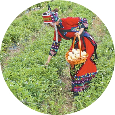 
广东省人民医院黄牛代挂号电话票贩子号贩子网上预约挂号,住院检查加快,唱着民歌迎丰收（经济聚焦）