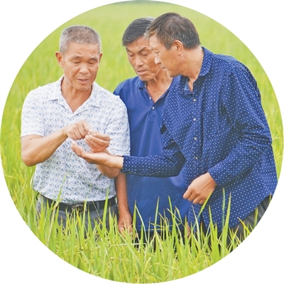 
广东省人民医院黄牛代挂号电话票贩子号贩子网上预约挂号,住院检查加快,唱着民歌迎丰收（经济聚焦）