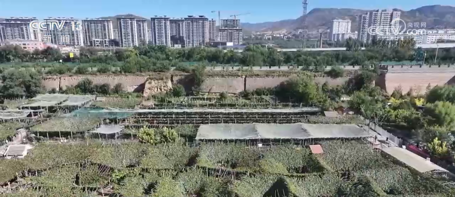 
西安西京医院黄牛代挂号电话票贩子号贩子网上预约挂号,住院检查加快,希望的田野“丰”光美 “订单农业”托起农户“稳稳的幸福”