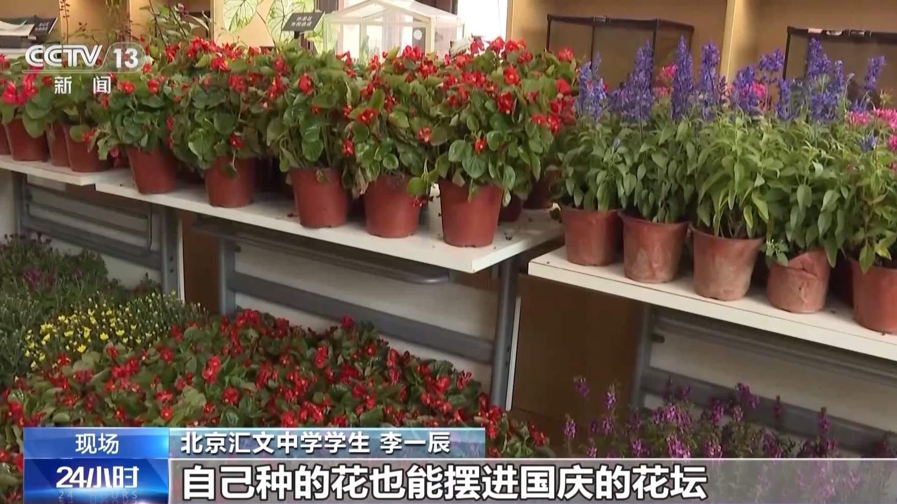 
南京市儿童医院黄牛号贩子票贩子代网上预约代挂号电话为祖国献礼 北京市民培育的850盆鲜花将亮相长安街