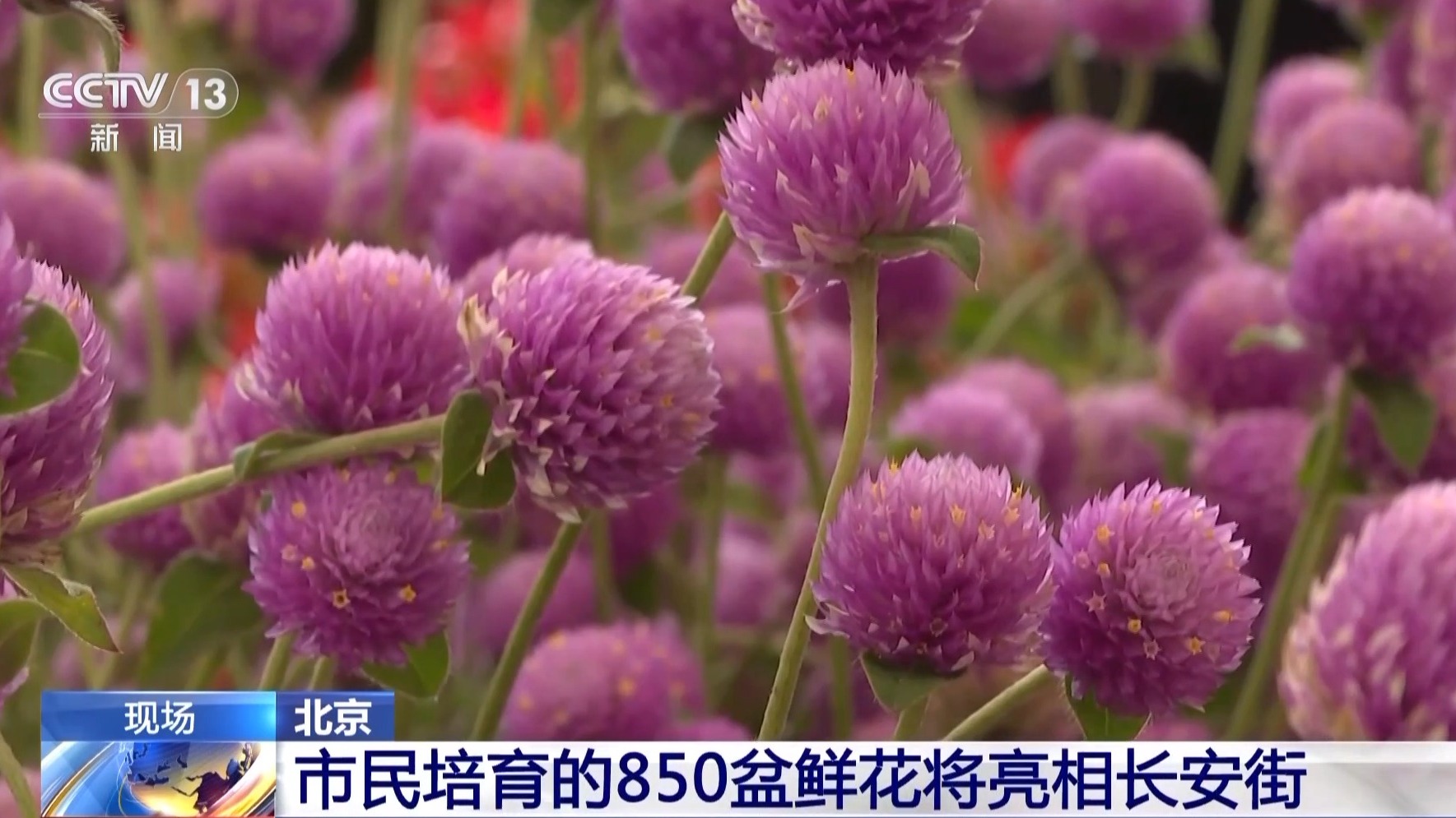 
南京市儿童医院黄牛号贩子票贩子代网上预约代挂号电话为祖国献礼 北京市民培育的850盆鲜花将亮相长安街